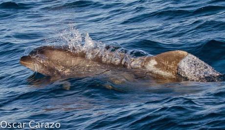 ORCAS Y ATUNES ROJOS