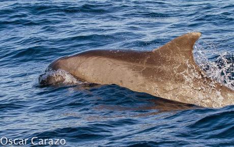 ORCAS Y ATUNES ROJOS