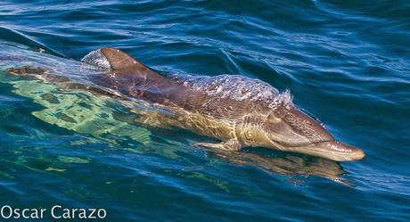 ORCAS Y ATUNES ROJOS