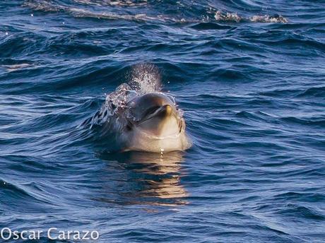 ORCAS Y ATUNES ROJOS