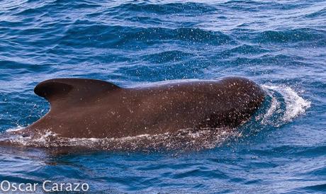 ORCAS Y ATUNES ROJOS