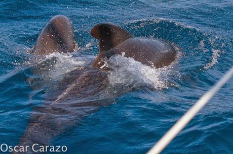 ORCAS Y ATUNES ROJOS