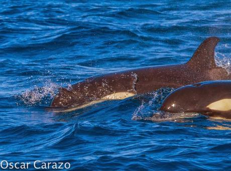 ORCAS Y ATUNES ROJOS