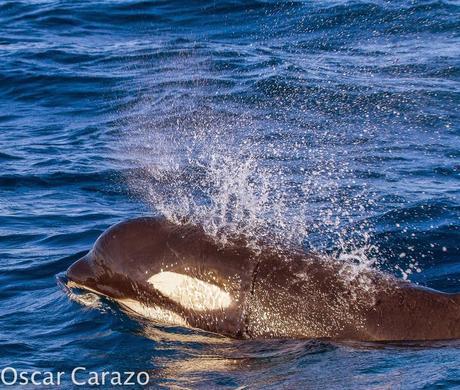 ORCAS Y ATUNES ROJOS