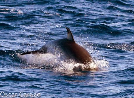 ORCAS Y ATUNES ROJOS