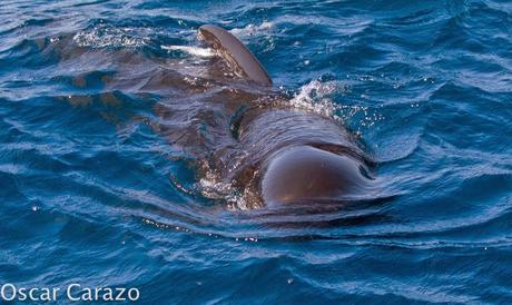 ORCAS Y ATUNES ROJOS