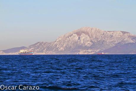 ORCAS Y ATUNES ROJOS