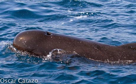 ORCAS Y ATUNES ROJOS