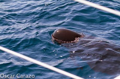 ORCAS Y ATUNES ROJOS