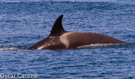 ORCAS Y ATUNES ROJOS