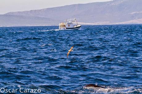 ORCAS Y ATUNES ROJOS