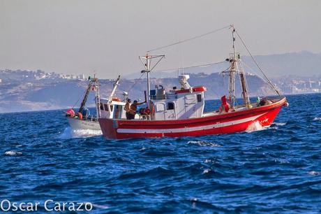 ORCAS Y ATUNES ROJOS