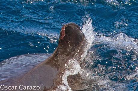 ORCAS Y ATUNES ROJOS