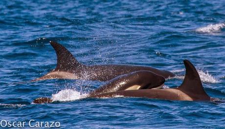 ORCAS Y ATUNES ROJOS