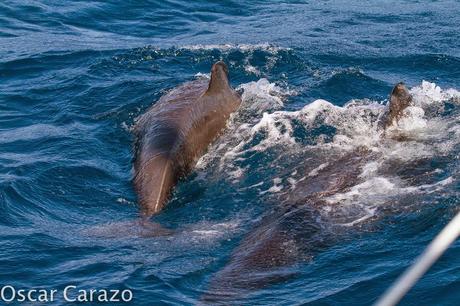 ORCAS Y ATUNES ROJOS