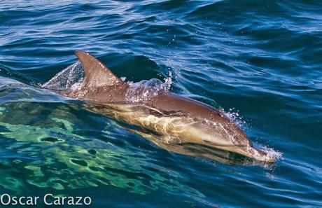 ORCAS Y ATUNES ROJOS