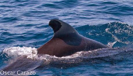 ORCAS Y ATUNES ROJOS