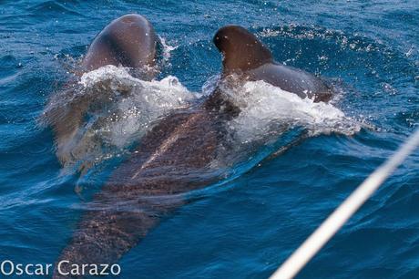 ORCAS Y ATUNES ROJOS