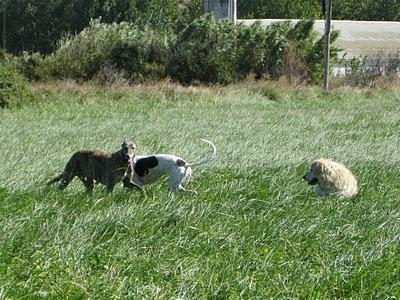 Otoño entrante, barriga tirante. Otoño entrante, barriga tirante.