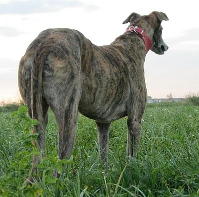 Otoño entrante, barriga tirante. Otoño entrante, barriga tirante.