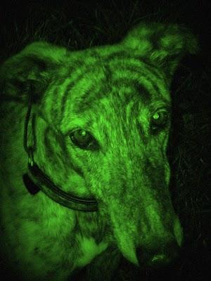 Otoño entrante, barriga tirante. Otoño entrante, barriga tirante.