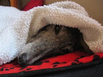 Otoño entrante, barriga tirante. Otoño entrante, barriga tirante.