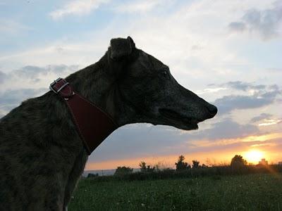 Otoño entrante, barriga tirante. Otoño entrante, barriga tirante.