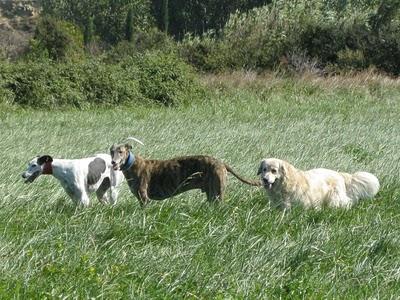 Otoño entrante, barriga tirante. Otoño entrante, barriga tirante.