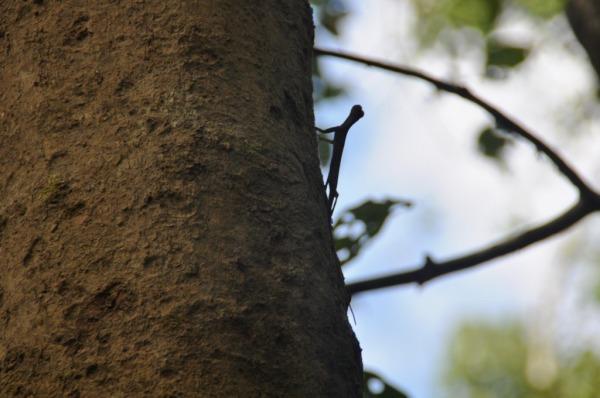 Paseo diurno por la selva – Tercera actividad