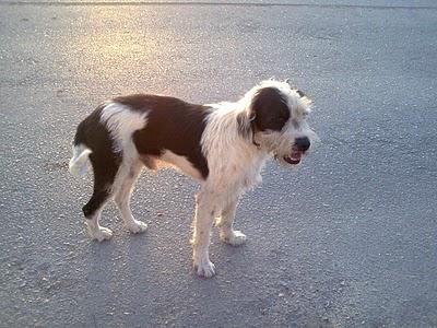 Precioso perrito que necesita ayuda urgente. Precioso perrito que necesita ayuda urgente.