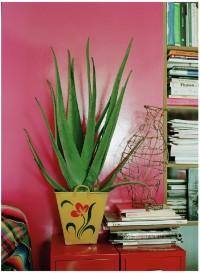 Aloe. Planta de Julio Aloe. Planta de Julio