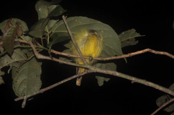 Paseo nocturno por la selva – Quinta actividad