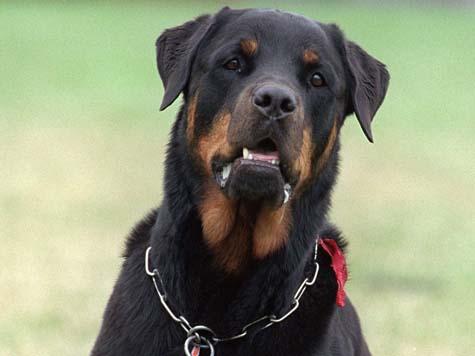 Un Rottweiler en una situación imprevista Un Rottweiler en una situación imprevista