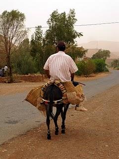 Animales en Marruecos I