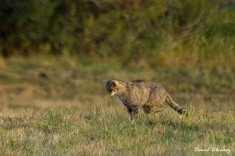 La gata montesa y la carrera de armamentos