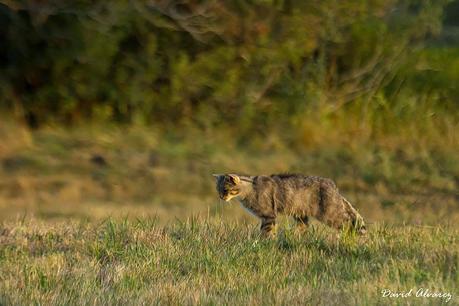 La gata montesa y la carrera de armamentos