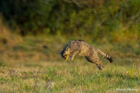 La gata montesa y la carrera de armamentos