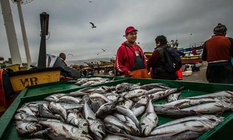 Campaña “Que no le vendan la pescá” llega a salas de venta de supermercados