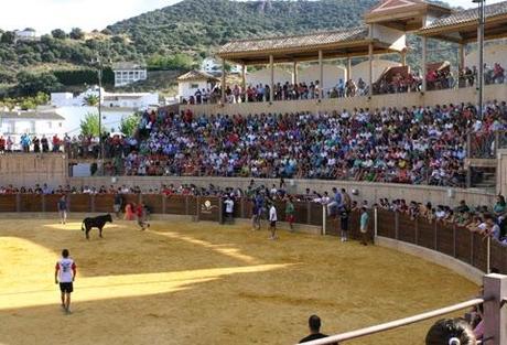 GRAN AMBIENTE EN LA SUELTA DE VAQUILLAS DE ALMEDINILLA