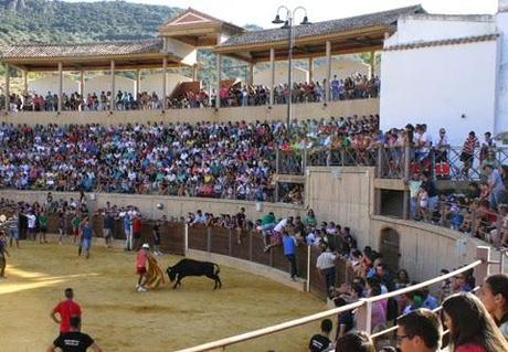 GRAN AMBIENTE EN LA SUELTA DE VAQUILLAS DE ALMEDINILLA