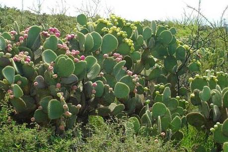 El Nopal y sus Propiedades para la Salud