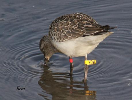 CORRELIMOS ZARAPITÍN (Calidris ferruginea) ANILLADO EN NORUEGA