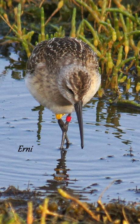 CORRELIMOS ZARAPITÍN (Calidris ferruginea) ANILLADO EN NORUEGA