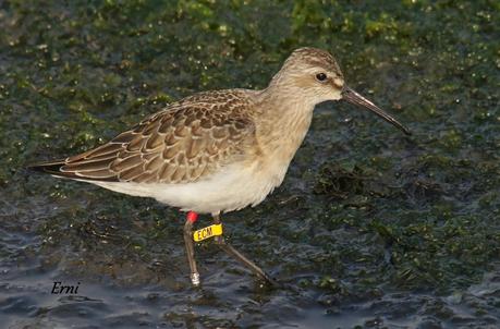 CORRELIMOS ZARAPITÍN (Calidris ferruginea) ANILLADO EN NORUEGA