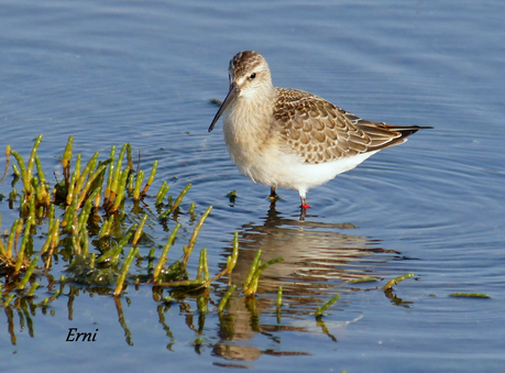 CORRELIMOS ZARAPITÍN (Calidris ferruginea) ANILLADO EN NORUEGA