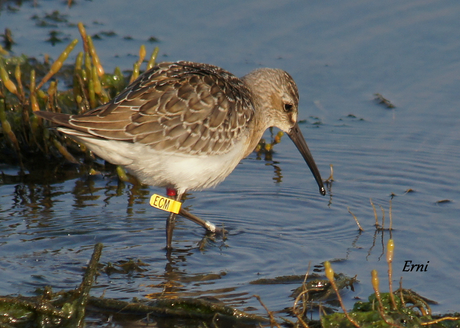 CORRELIMOS ZARAPITÍN (Calidris ferruginea) ANILLADO EN NORUEGA