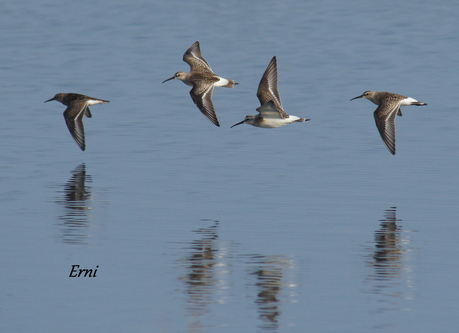 CORRELIMOS ZARAPITÍN (Calidris ferruginea) ANILLADO EN NORUEGA