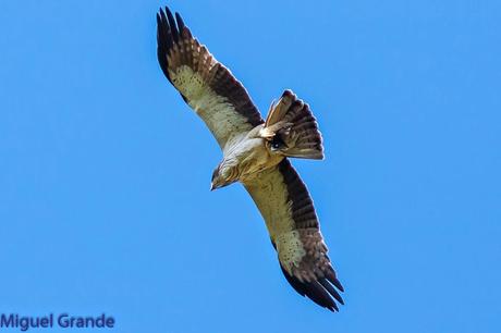 TORCECUELLO,BISBITA ARBÓREO Y AGUILA CALZADA EN EL PARQUE DE BARAÑAIN-NAVARRA