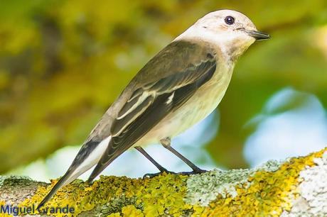 TORCECUELLO,BISBITA ARBÓREO Y AGUILA CALZADA EN EL PARQUE DE BARAÑAIN-NAVARRA