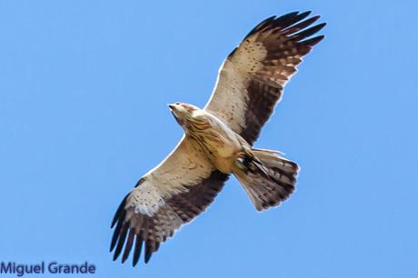 TORCECUELLO,BISBITA ARBÓREO Y AGUILA CALZADA EN EL PARQUE DE BARAÑAIN-NAVARRA